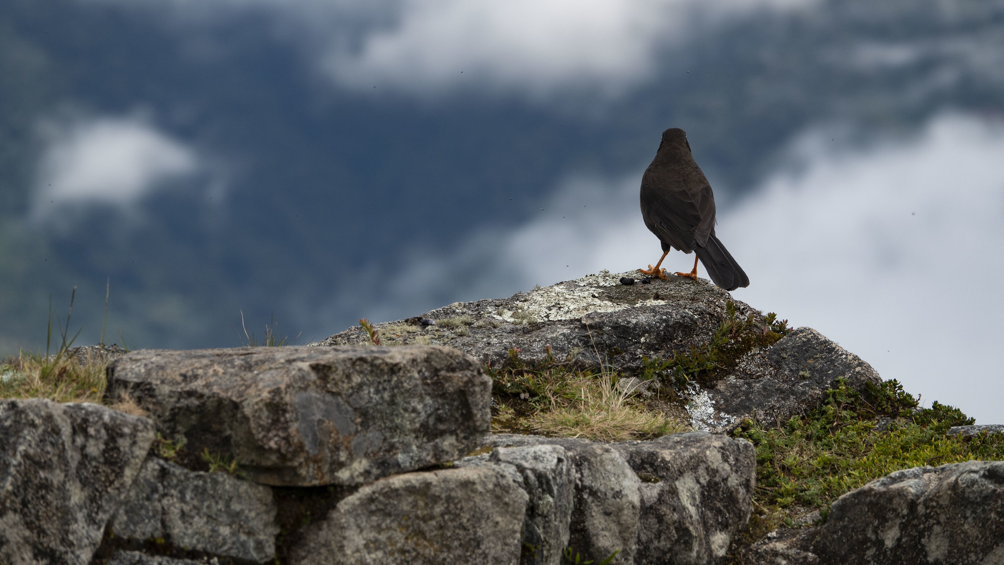 Birds on the Inca Trail