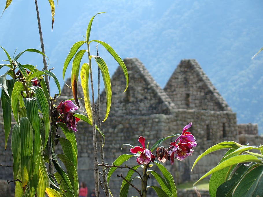 Orquideas on the Machu Picchu Citadel