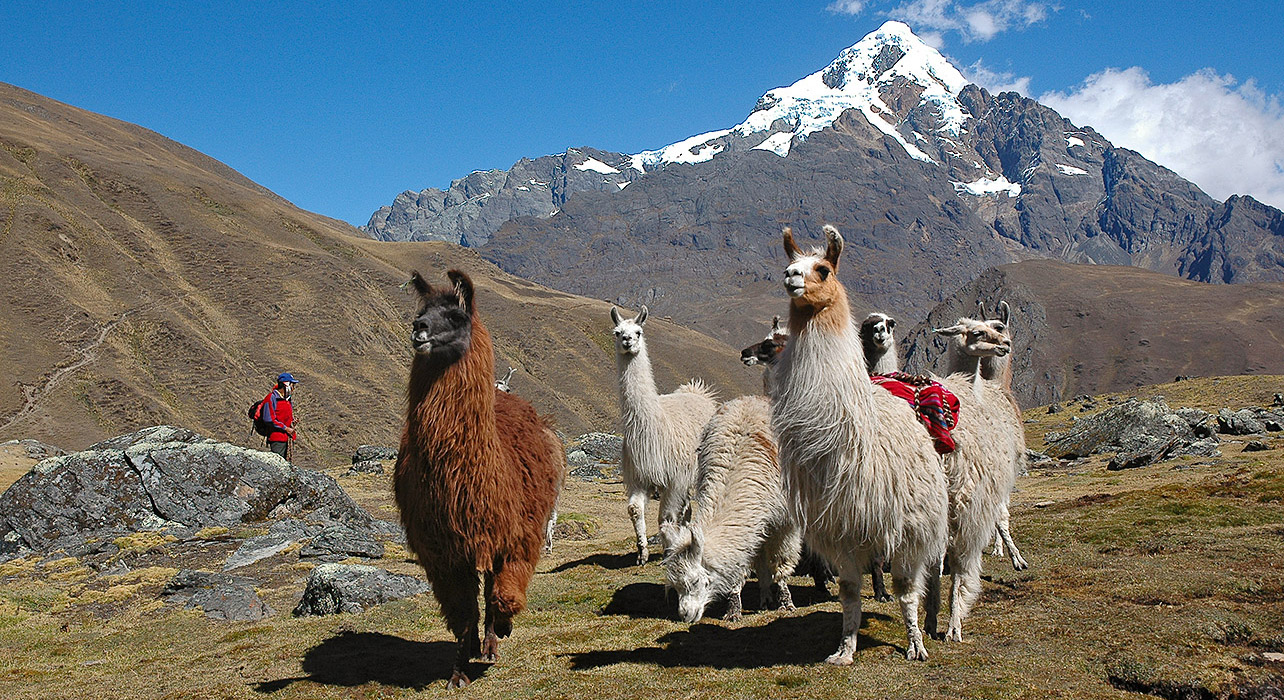 Machu Picchu Llama: The Inca Trail of the Sacred Llamas