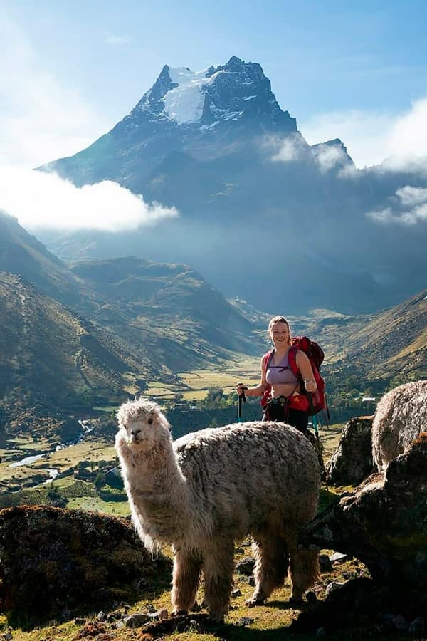 Alpaca in Lares